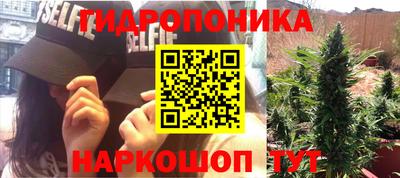 сатива Кингисепп
